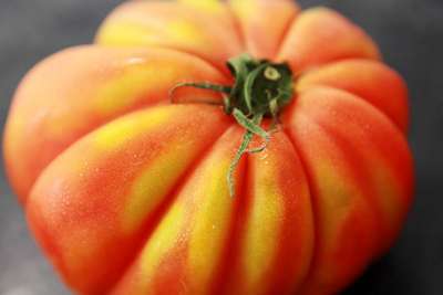 Tomate / Thunfisch