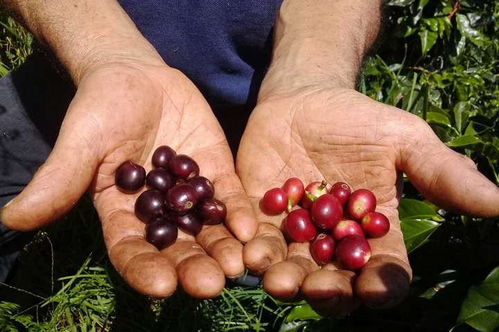 In Kolumbien wird täglich jede einzelne Kaffeekirsche begutachtet, bis sie dunkelviolett und bereit zur Ernte ist.