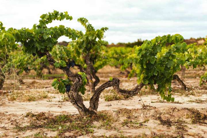 Etwa zehn Prozent der rund 120.000 Parzellen in Rioja sind mit über 40-jährigen Reben bepflanzt.