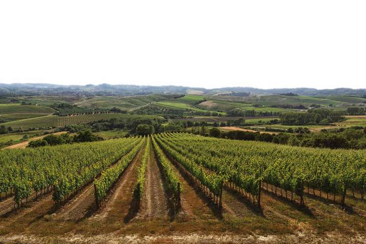 Top-Weine aus der Toskana bringt das Weingut Badia di Morrona mit.