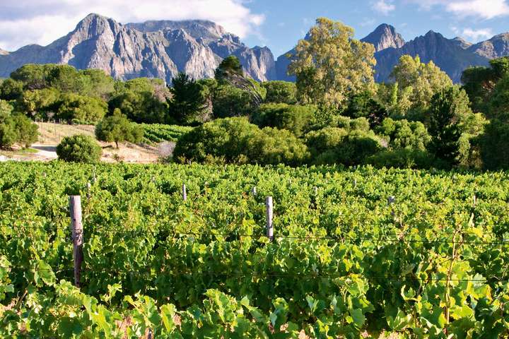 Aus der Western-Cape-Region werden 2017 sehr gute Weine erwartet.