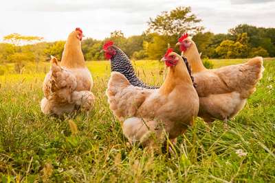 Auch bei bei Hühnerfleisch können die Produzenten immerhin alle Haushaltseinkäufe sehr gut bedienen.
