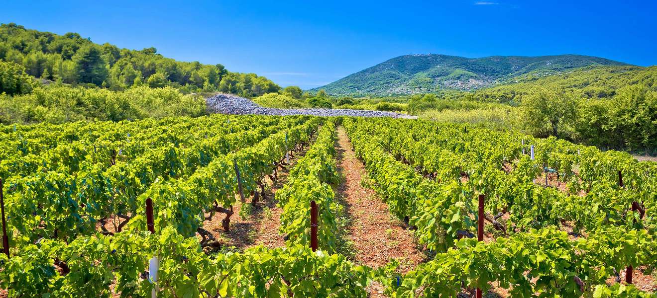 Weingarten Kroatien