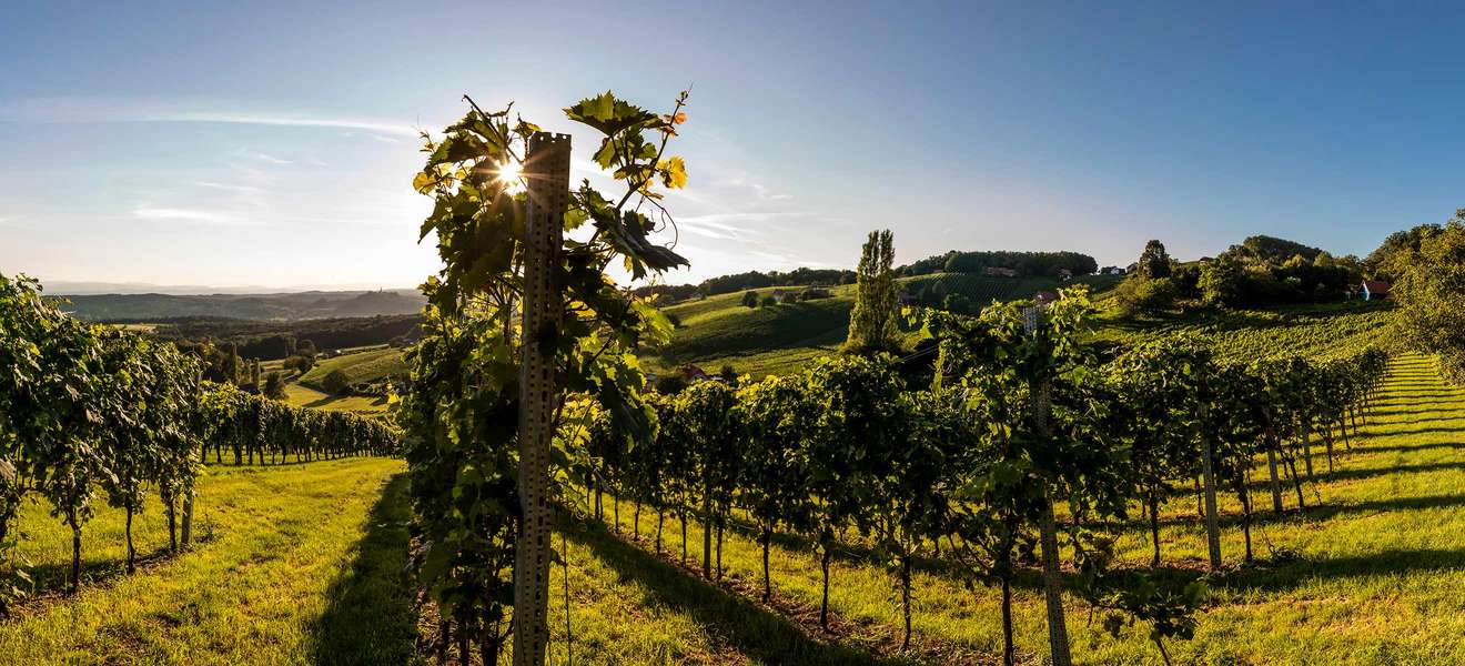 Weingarten bei Straden