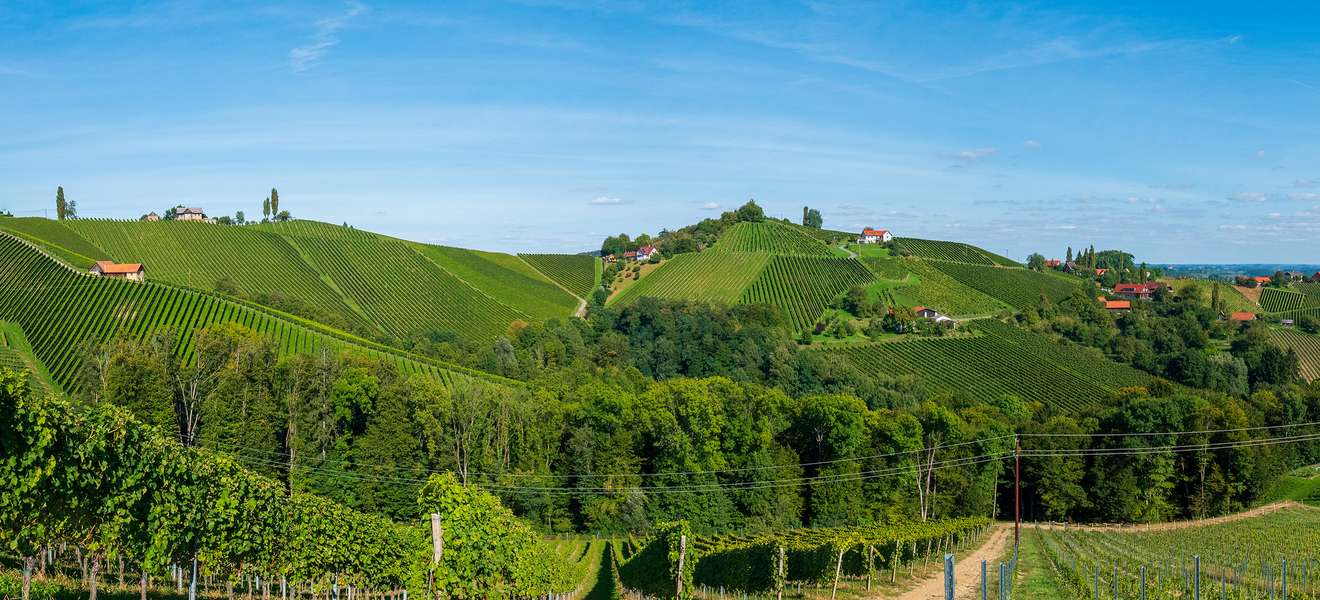 Weinlandschaft in der Südsteiermark