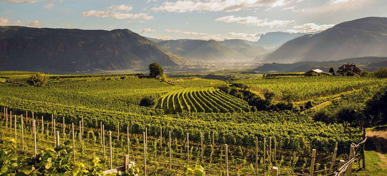 Optimale Bedingungen: In der Südtiroler Gemeinde Eppan wird seit über 2000 Jahren Wein angebaut.