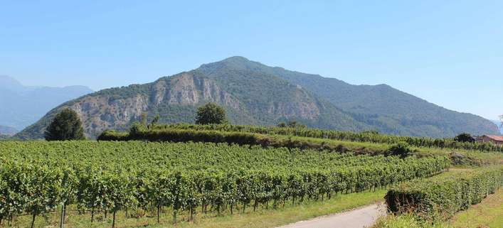 Typische Weingärten der Franciacorta