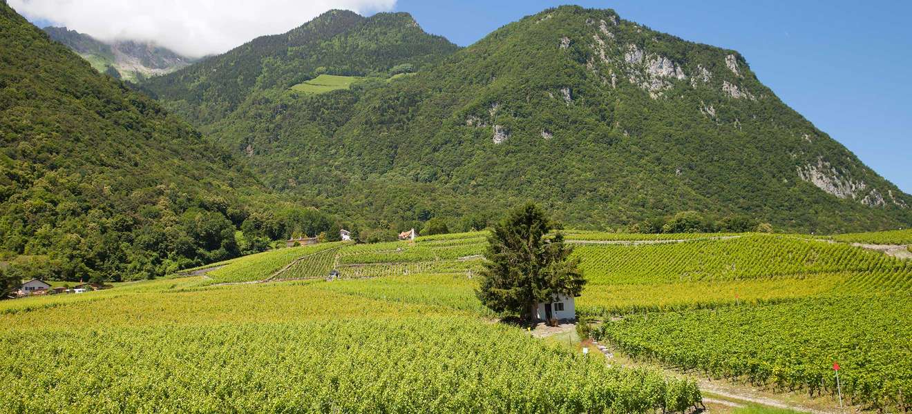 Klein, aber spannend: die Crémantregion Savoie