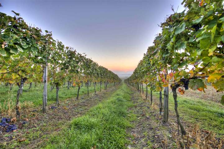 Das Weingut hat eine Gesamtanbaufläche von 27 Hektar.