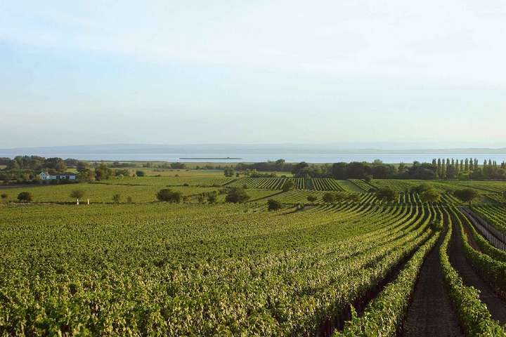 In der Region rund um den Neusiedler See werden einige der besten Rotweine Österreichs angebaut. 