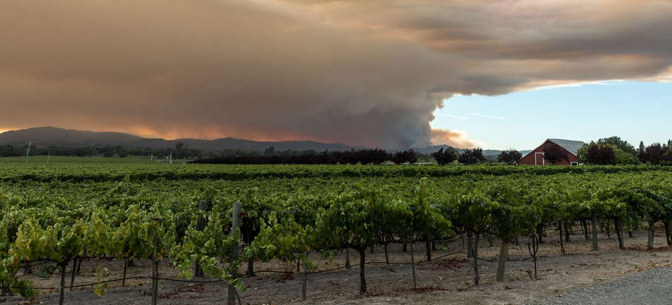 California Wildfires Wine