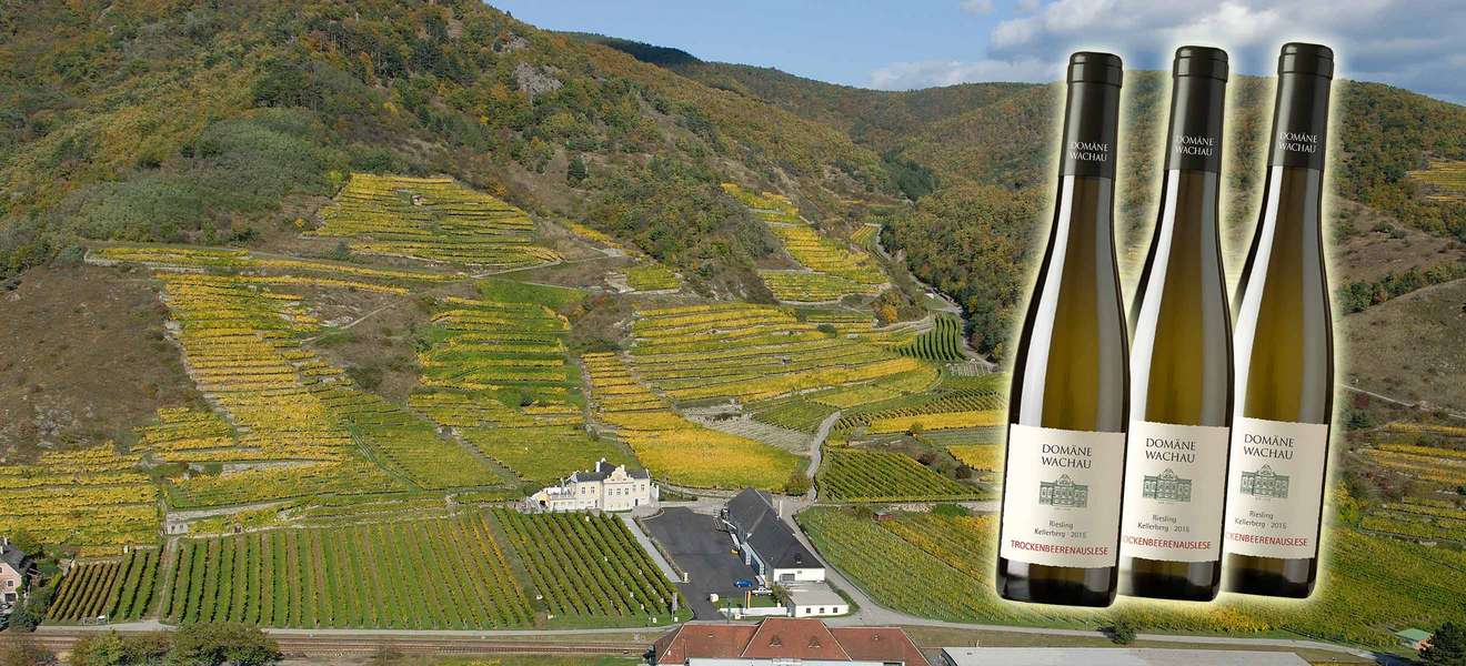 Die berühmte Lage Kellerberg befindet sich unmittelbar hinter dem Weinkeller der Domäne Wachau.