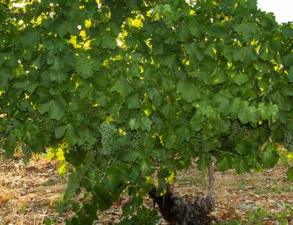 In Rueda herrschen beste Bedingungen für die Weißwein-Produktion.