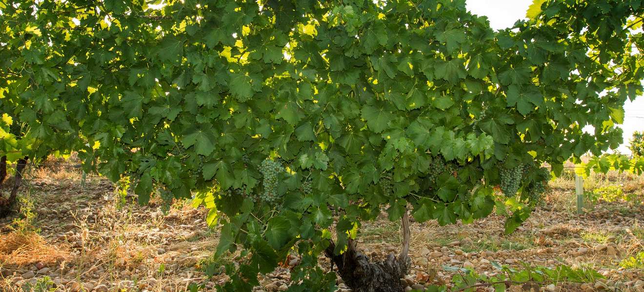 In Rueda herrschen beste Bedingungen für die Weißwein-Produktion.