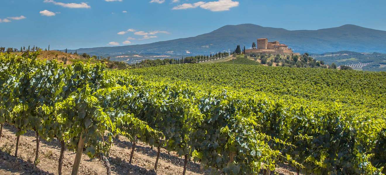 Das 200 Kilometer lange Teilstück der Rhône zwischen Vienne und Avignon ist für seine erlesenen Weine bekannt. 