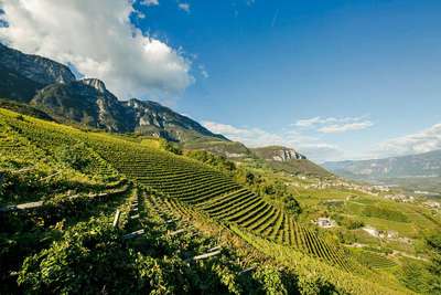 In den Steillagen oberhalb von Kurtatsch fühlen sich Weißburgunder, Sauvignon und Pinot Grigio wohl.