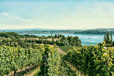 Die Lagen des Weinguts Krebs & Steiner am Bielersee gehören zu den schönsten der Region.