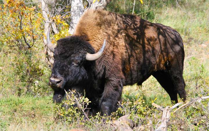 American Bison ist das größte nordamerikanische Säugetier – mit einem ­extrem geschmacks­intensiven Fleisch.