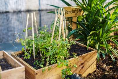 Selbstversorger Kräuter werden im »Parkroyal on Pickering« im hoteleigenen Garten angebaut.