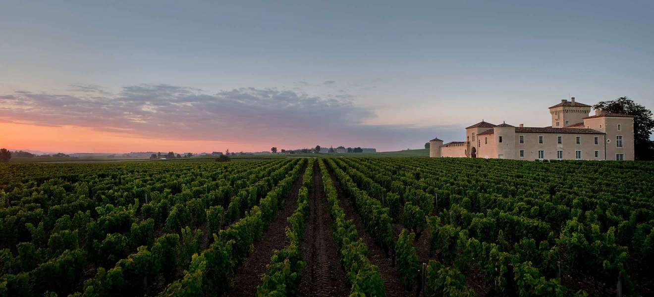 Der Bordeaux-Jahrgang 2020 im Falstaff-Check