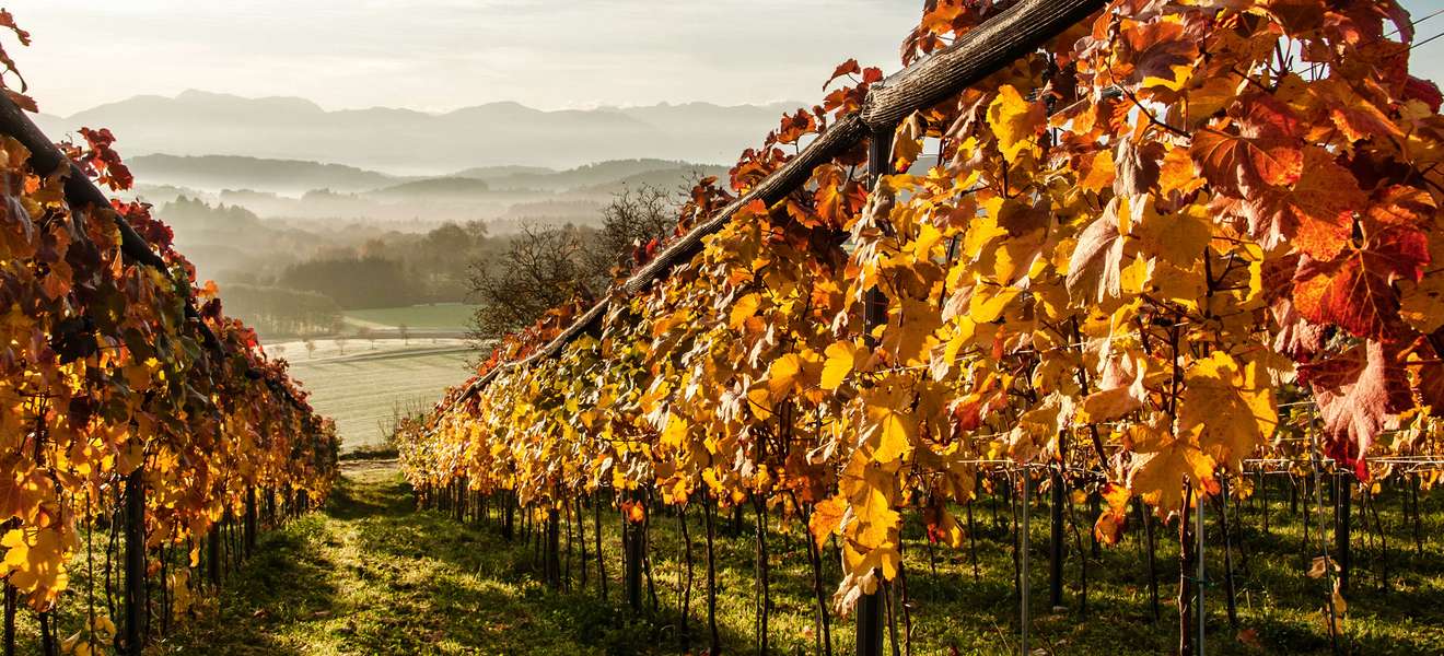 Das Trippelgut verbindet  Wein, Kuli­narik und Natur  zu Genuss­erleb­nis­sen und ist  zurzeit eines der angesagten  Kärntner Weingüter. 