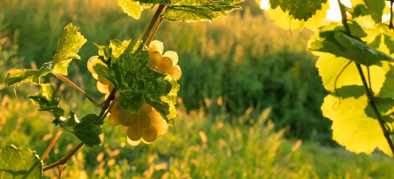 Das Weingut Heinrich sieht seine Reben durch biodynamischen Anbau »widerstandsfähiger, vitaler und heterogener« werden.