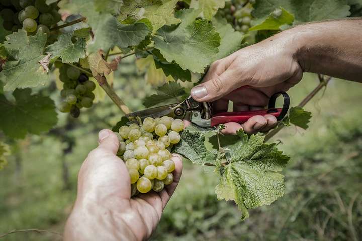 Handarbeit im Weingarten