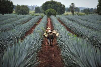 Tequila, das Nationalgetränk Mexikos, wird aus der Blauen Agave gewonnen. Je höher der Agavenanteil, desto hochwertiger der Schnaps.