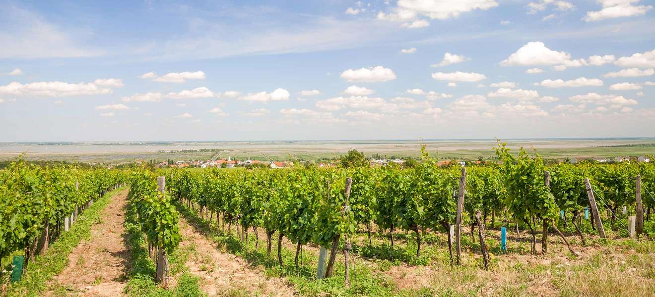 Blick von den Weingärten auf Mörbisch, im nördlichen Burgenland.