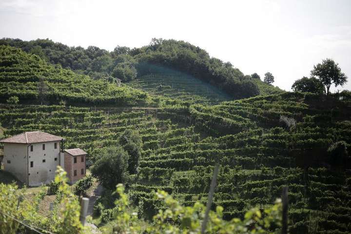 Die steilen Lagen in Conegliano nennt man RIve.
