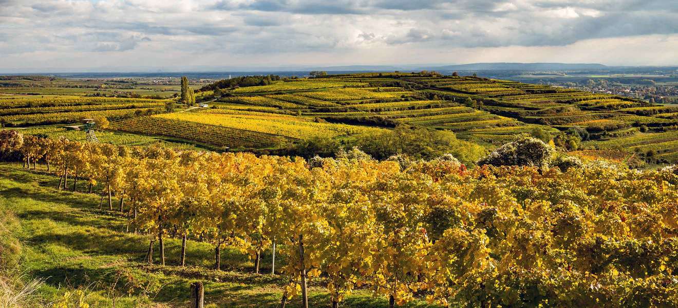 Herbstlicher Blick über die Gobelsburger Weingärten in Richtung Donautal.