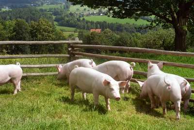 In Österreich wird mehr Rind- und Schweinefleisch, Milch und Käse produziert, als wir verbrauchen.