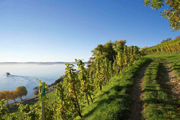 Auf den Hängen der Meersburger Chor- herrnhalde wachsen einige der besten Reben des Weinguts Markgraf von Baden.