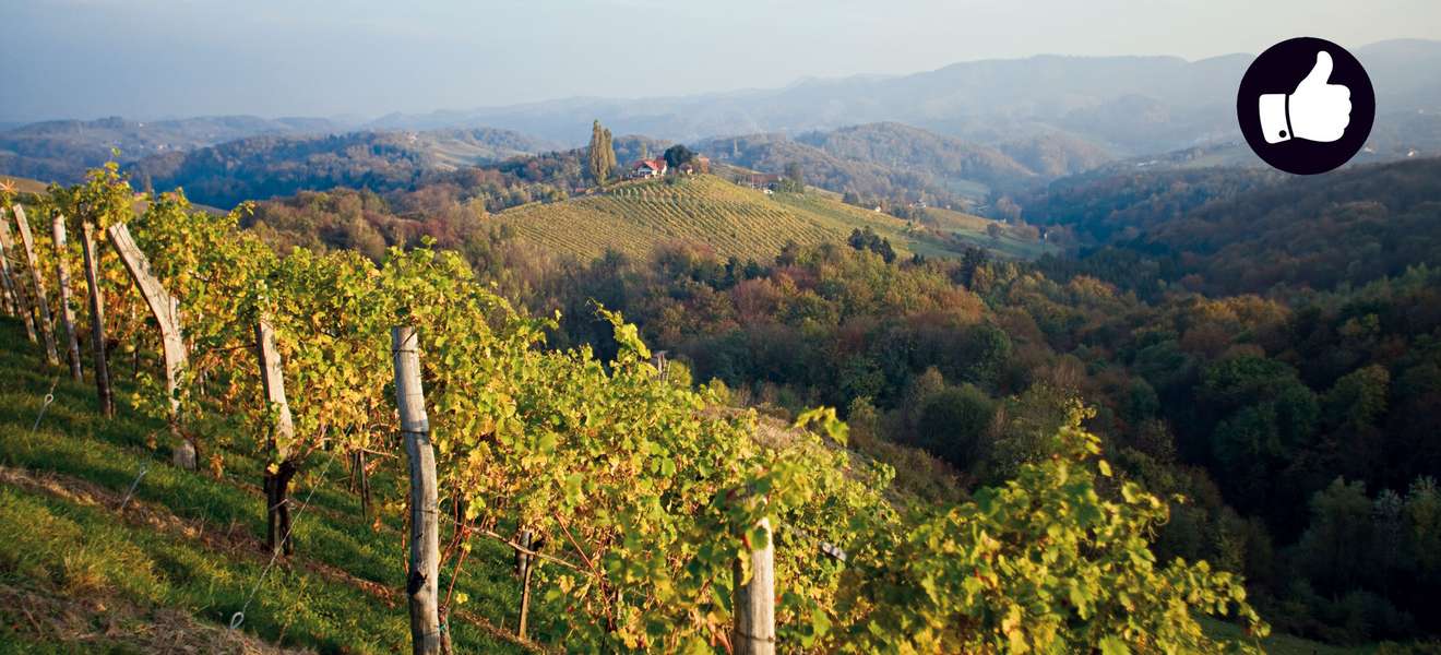 In Österreich gab es zwar hohe Ernteausfälle, die gute Witterung zu Beginn der Erntezeit hat den Winzern jedoch noch ausgezeichneten Wein eingebracht.