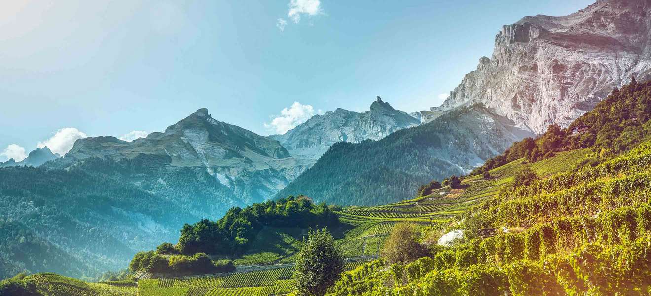 Alpenwein par excellence: Weinberge bei Chamoson, umrahmt von hohen Gipfeln.