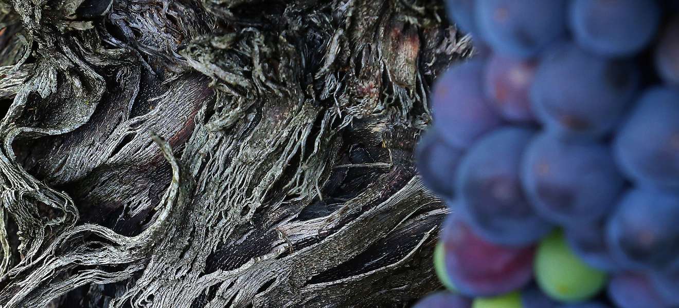Der Blaue Portugieser reift früher als viele andere Rotweinsorten und kommt auch mit sandigen Böden sehr gut zurecht.