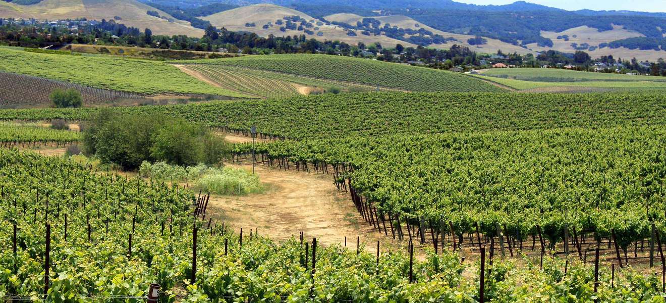Die Trockenheit im kalifornischen Sommer ermöglicht den Verzicht auf Pestiziden und somit einen hochqualitativen Wein. 