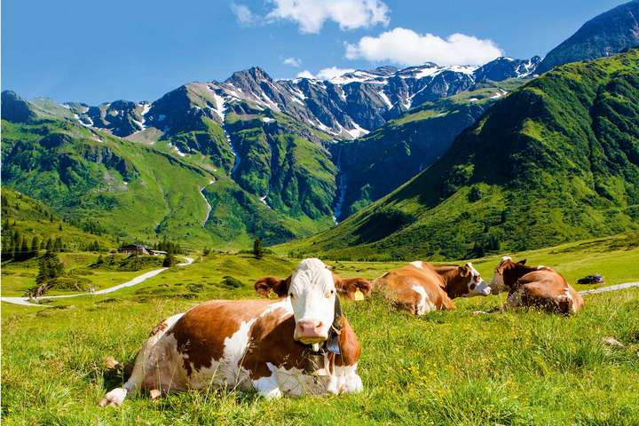 Basis für beste Bergkäse-Qualität ist hochwertige Milch aus den Alpen.