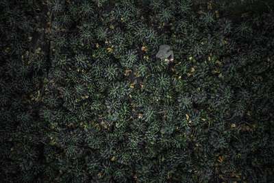 Nicht nur aus der Luft schauen Robert Brodnjaks Kohlfelder spektakulär aus – sie  erinnern mitunter an einen Miniatur-Urwald.