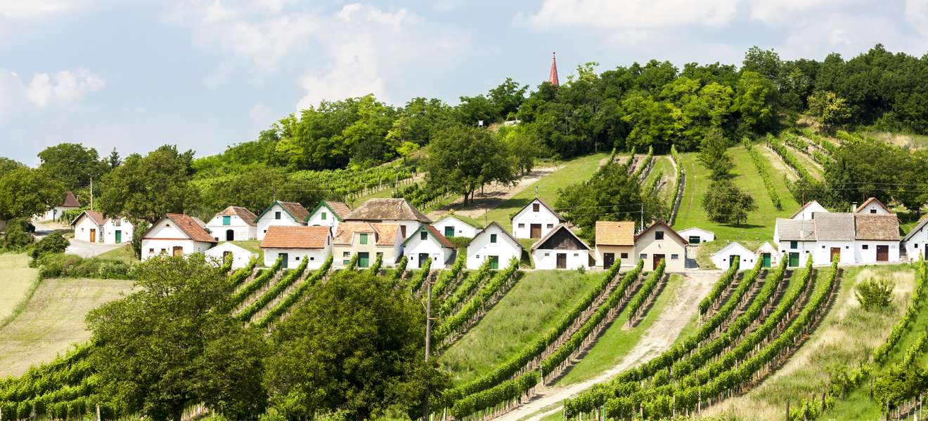 Vineyards in Lower Austria