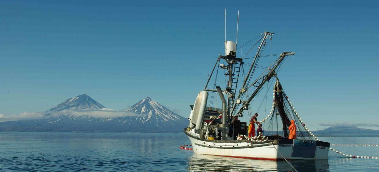 Fische und Meerestiere aus den klaren Gewässern Alaskas sind ein vielseitiger Genuss.