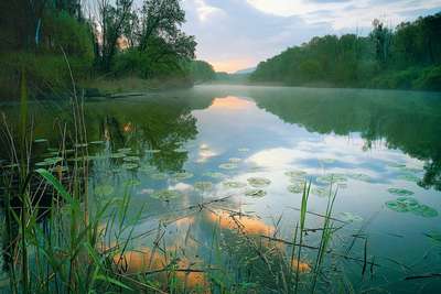 In den 1990er Jahren wurden die Donau-Auen als Nationalpark geschützt.