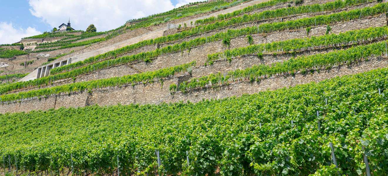 Wein-Terrasen im Wallis