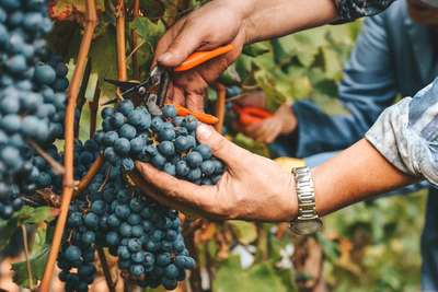 Die Trauben werden mit Hand und Bedacht gelesen und mit Sorgfalt zu erstklassigen Weinen verarbeitet.