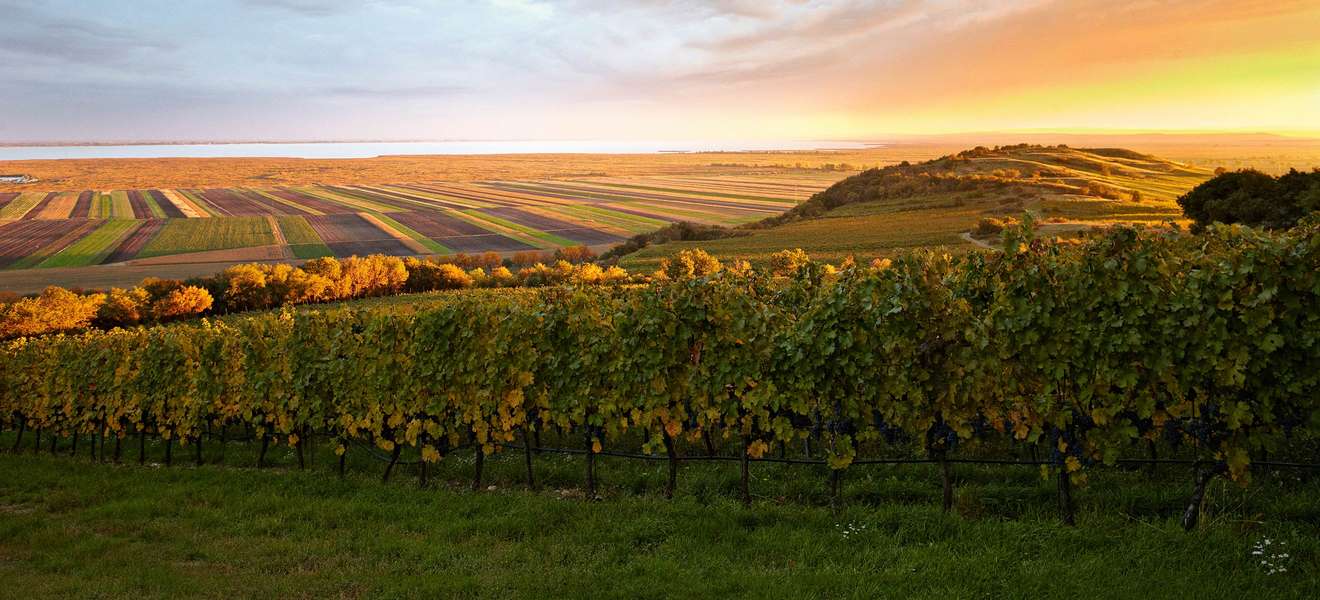Pannonisches Klima und Neusiedler See lassen feine Burgunderweine entstehen.