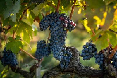 Montalcino Tal, Siena: Hier trifft man auf luxuriöse Weinberge und den Anbau von Weintrauben.