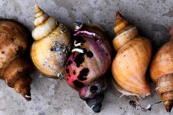 »Meeresschnecken« aus Redzepis Menü: Salat mit Meeresschnecken, Rosen und Schneckenrogen.