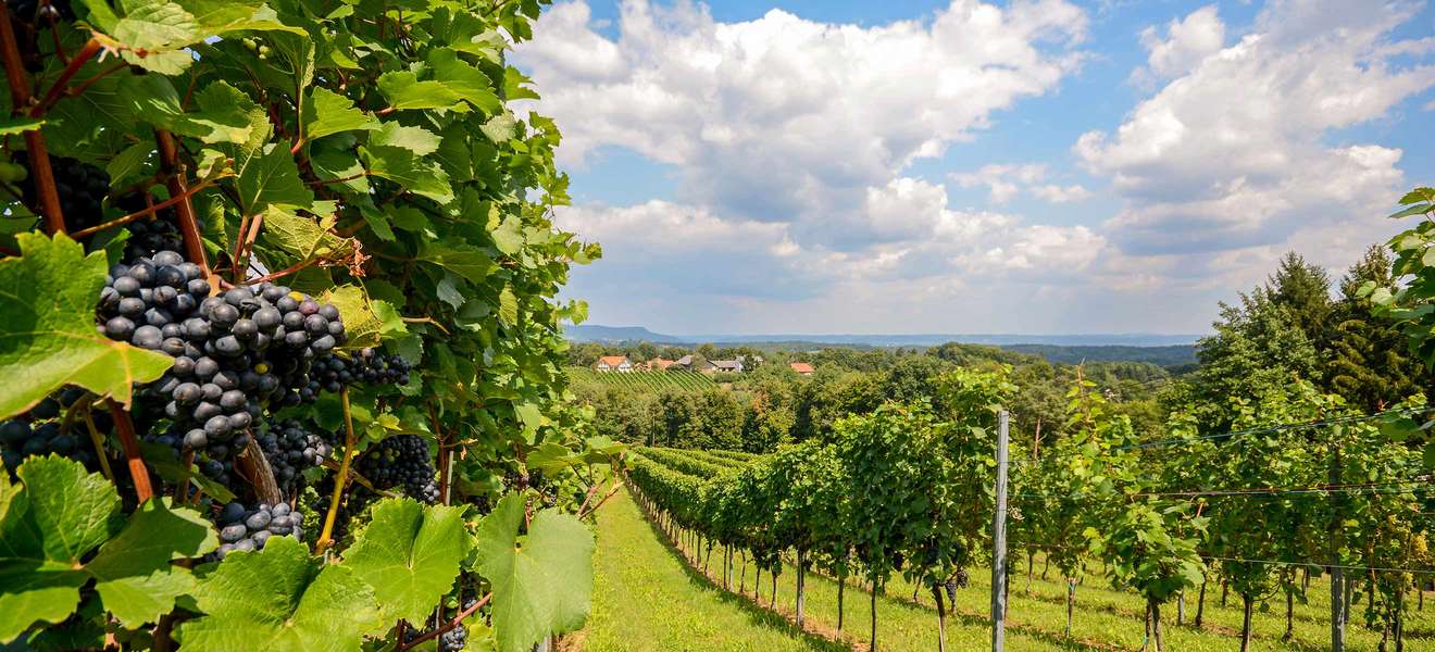 Heitere Aussichten für das Weinjahr 2019