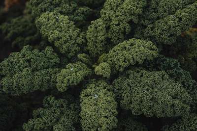 Der Grünkohl mit seinen prächtigen buschigen ­Blättern ist der Lieblingskohl von Zwei-Sterne-Koch Lukas Mraz.