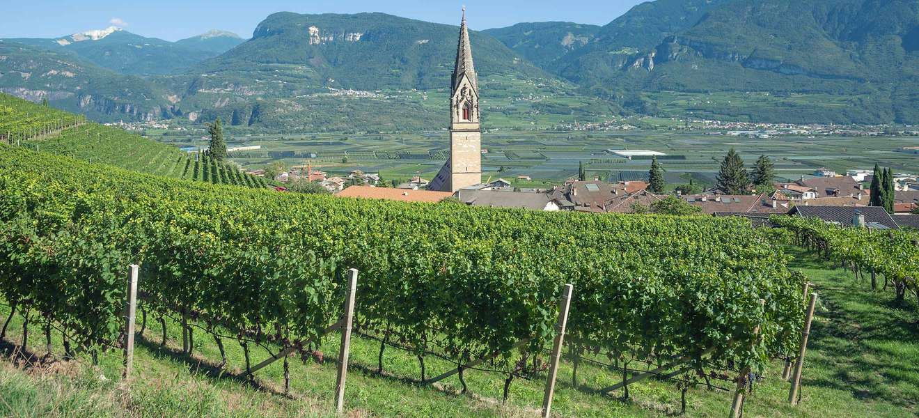 Weinreben in ganz Südtirol mussten heuer extremen Vegetationsperioden standhalten. 
